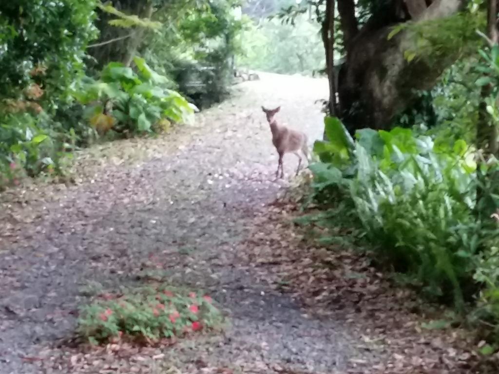 Hana Mana Villa Yakushima  Ngoại thất bức ảnh